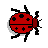 Ladybeetle