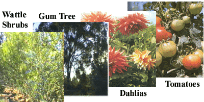 Trees, Flowers & Vegetables