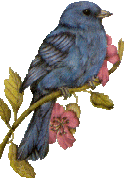 Blue bird