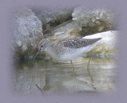 Sand Piper Photographer unknown