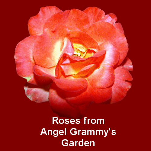 Grammy's Rose