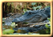 Stephen C. Foster State Park