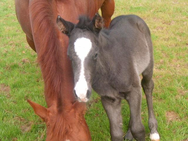Here is a photo of Star and her newborn colt, Hancocks Twisting Chex.