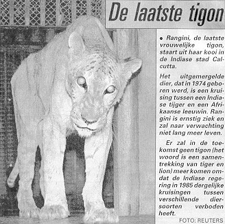 tigon.jpg (53481 bytes)