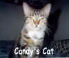 CANDY'S CAT.jpg (84706 bytes)