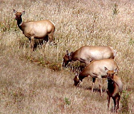 cal9.JPG (57017 bytes)