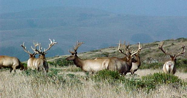 cal9a.JPG (40775 bytes)