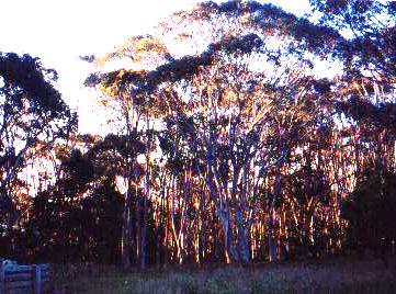 canb3.jpg (37200 bytes)