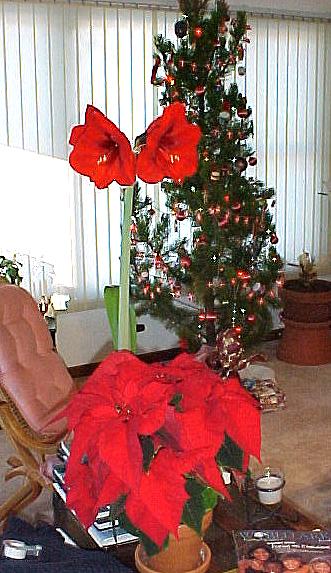 color9.JPG (52411 bytes)