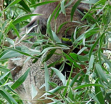 dair2.JPG (64238 bytes)