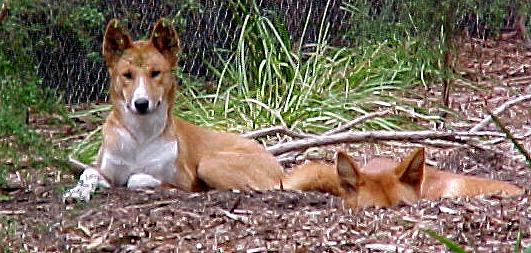 dair4.JPG (51590 bytes)