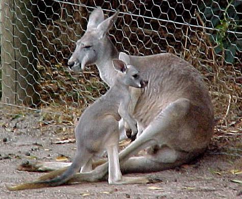 dair7.JPG (55910 bytes)