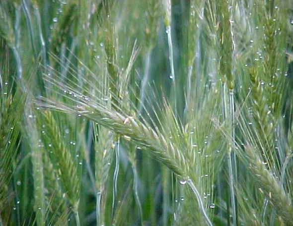 dan9y.JPG (51019 bytes)