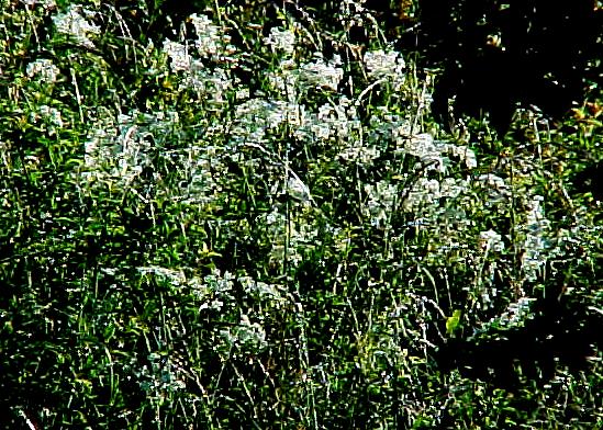 dan9zc.JPG (101124 bytes)