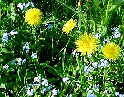 halm0.JPG (59657 bytes)