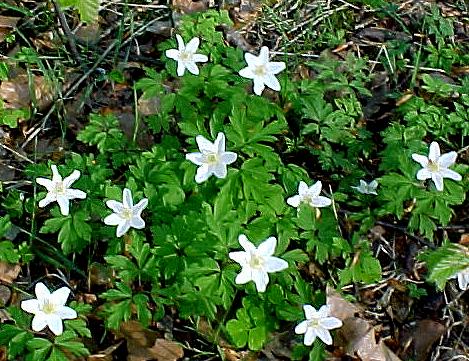 halm2.JPG (66677 bytes)