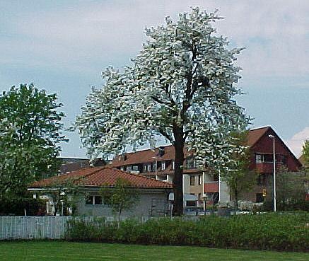 halm8.JPG (45972 bytes)