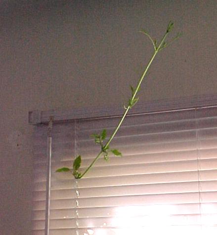 jeffa3.JPG (25067 bytes)