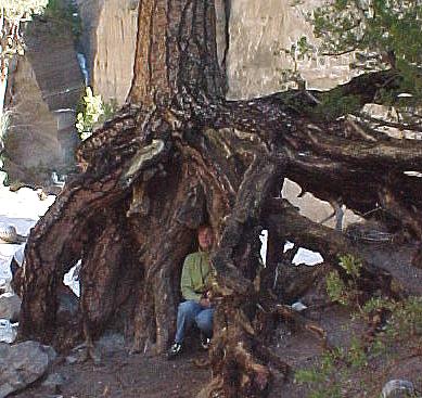 nm8h.JPG (41498 bytes)