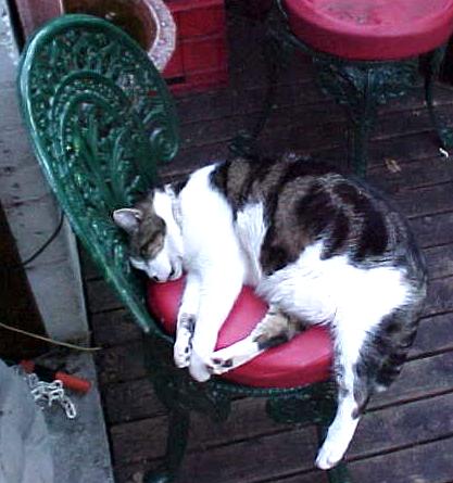 pats2a.JPG (34048 bytes)