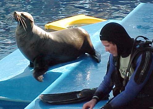 pats7.JPG (34862 bytes)