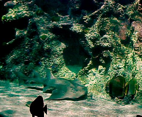 pats8.JPG (55534 bytes)