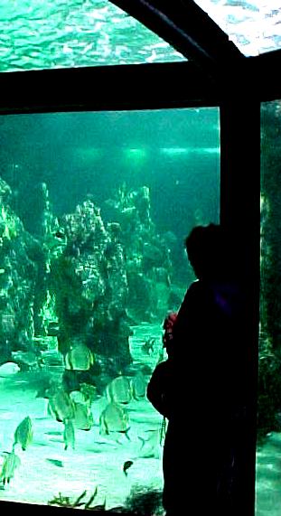 pats8a.JPG (33635 bytes)