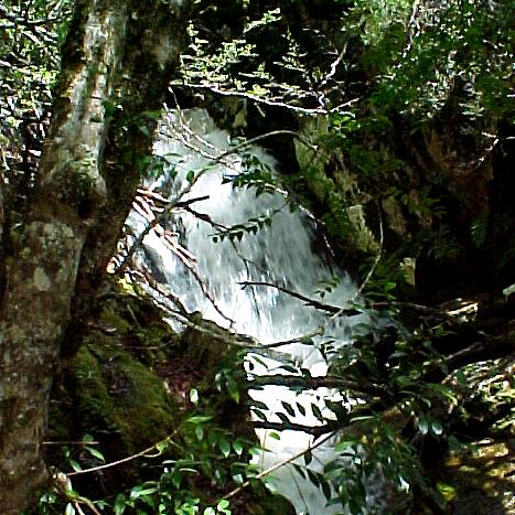 taz5d.JPG (71453 bytes)