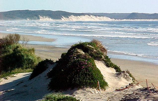 taz5f.JPG (65652 bytes)