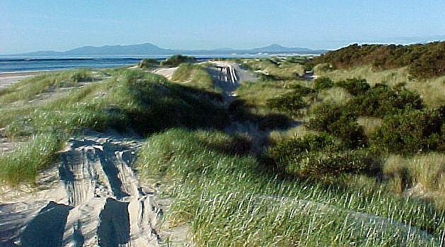 taz5i.JPG (63137 bytes)