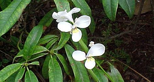 taz6l.JPG (34663 bytes)