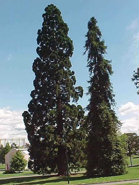 taz7e.JPG (67083 bytes)