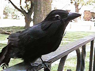 CAW! CAW! ACK! Anyone have a lozenge?