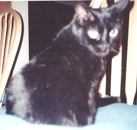 Here kitty kitty kitty!