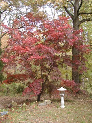 Japanese Maple Fall 2003