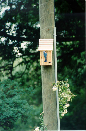 bluebird parent feeding the chicks