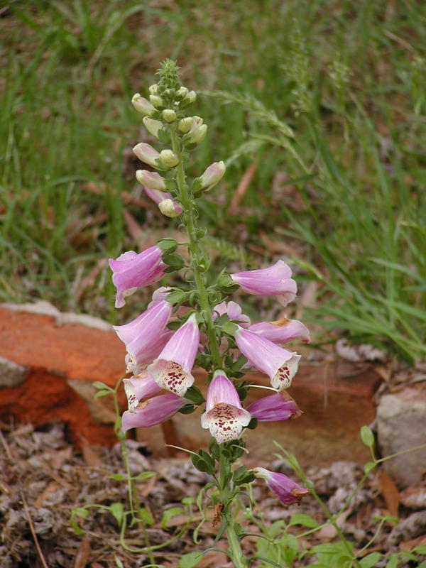 Foxgloves