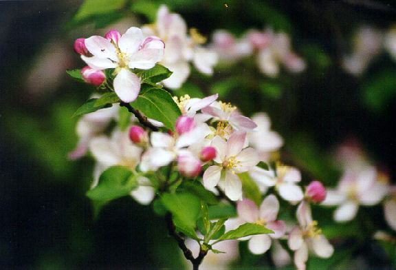 Apple Blossoms