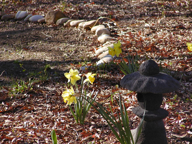 King Alfred Daffodils with Japanese lava rock pagoda