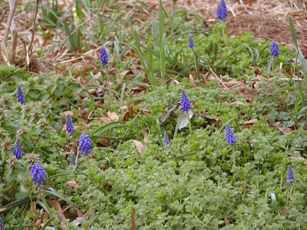 Grape Hyacinths