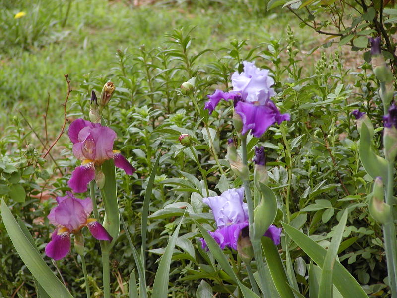 iris border in the rose garden
