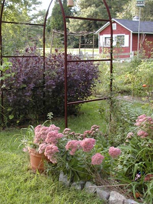 Perilla an sedum growing around the arch entering the rose garden and potager