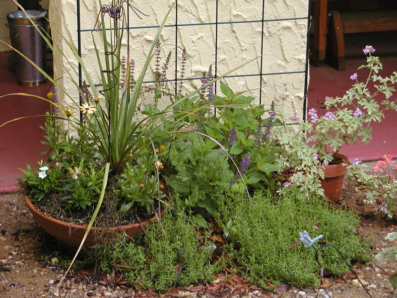 Grouping of pots next to a planting well on the front patio