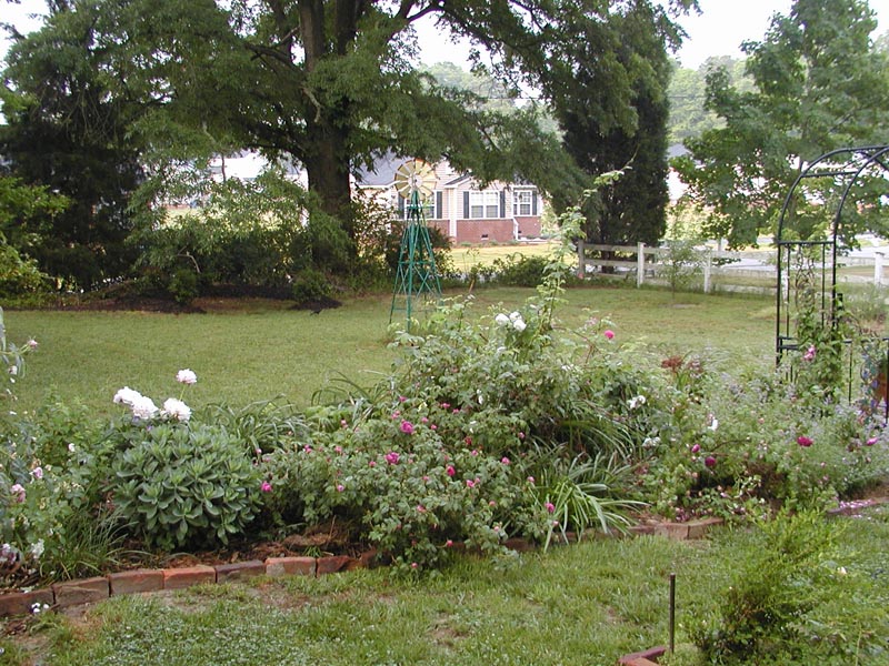 Rose Bed Three May 2004