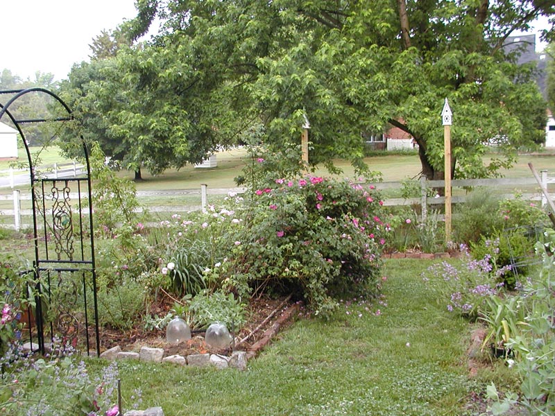 Rose Bed Four May 2004