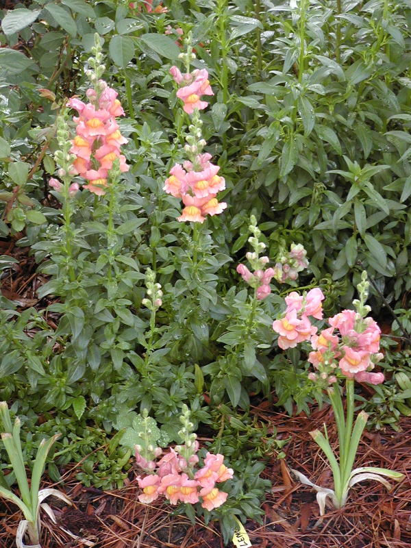 snapdragons