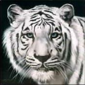 White Tiger WebRing