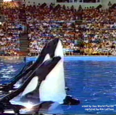 Kasatka, Katina, & Kalina 1987
