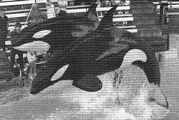 Kahana & Kasatka 1985