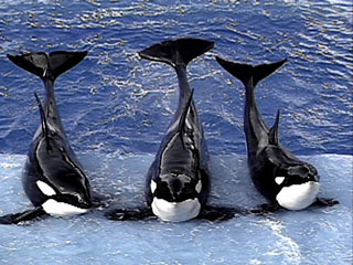 Takara, Kasatka, & Keto